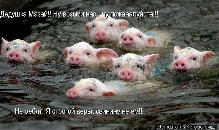 Дедушка Мазай!! Ну возьми нас, ну пожааалуйста!!! Не ребят! Я строгой веры, свинину не ем!!... Котоматрица: Дедушка Мазай!! Ну возьми нас, ну пожааалуйста!!! Не ребят! Я строгой веры, свинину не ем!!