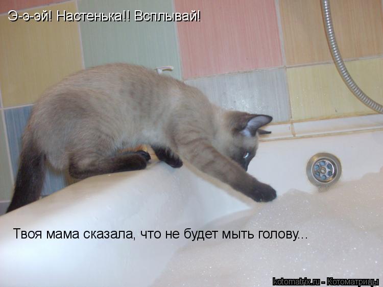 Э-э-эй! Настенька!! Всплывай! Твоя мама сказала, что не будет мыть голову...... Котоматрица: Э-э-эй! Настенька!! Всплывай! Твоя мама сказала, что не будет мыть голову...