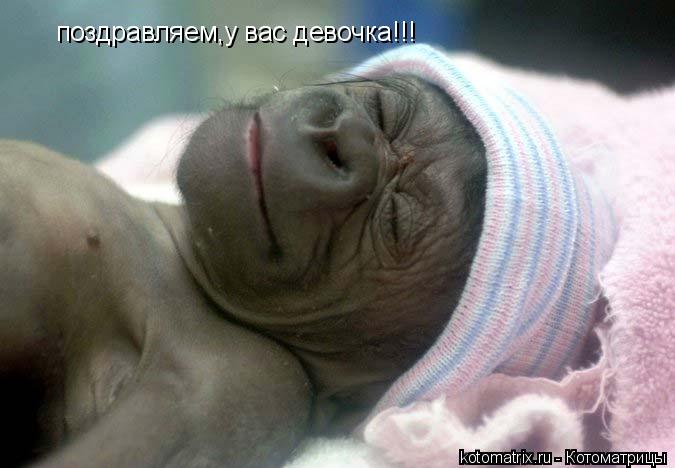 поздравляем,у вас девочка!!!... Котоматрица: поздравляем,у вас девочка!!!
