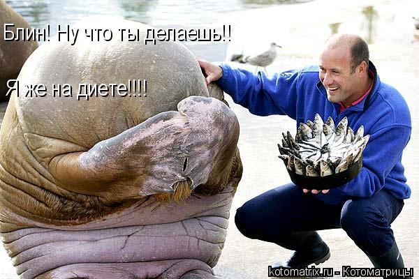 Блин! Ну что ты делаешь!! Я же на диете!!!!... Котоматрица: Блин! Ну что ты делаешь!! Я же на диете!!!!