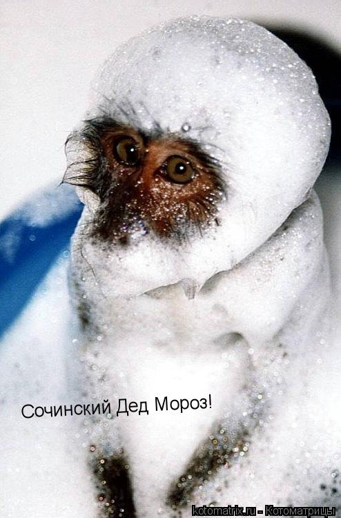 Котоматрица: Сочинский Дед Мороз!