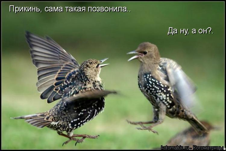 Прикинь, сама такая позвонила.. Да ну, а он?.... Котоматрица: Прикинь, сама такая позвонила.. Да ну, а он?.