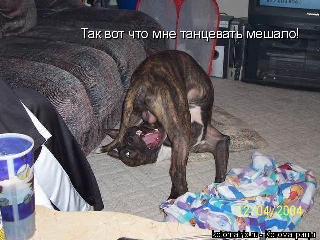 Так вот что мне танцевать мешало!... Котоматрица: Так вот что мне танцевать мешало!