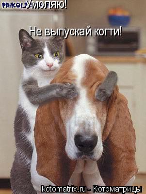 Умоляю! Не выпускай когти!... Котоматрица: Умоляю! Не выпускай когти!