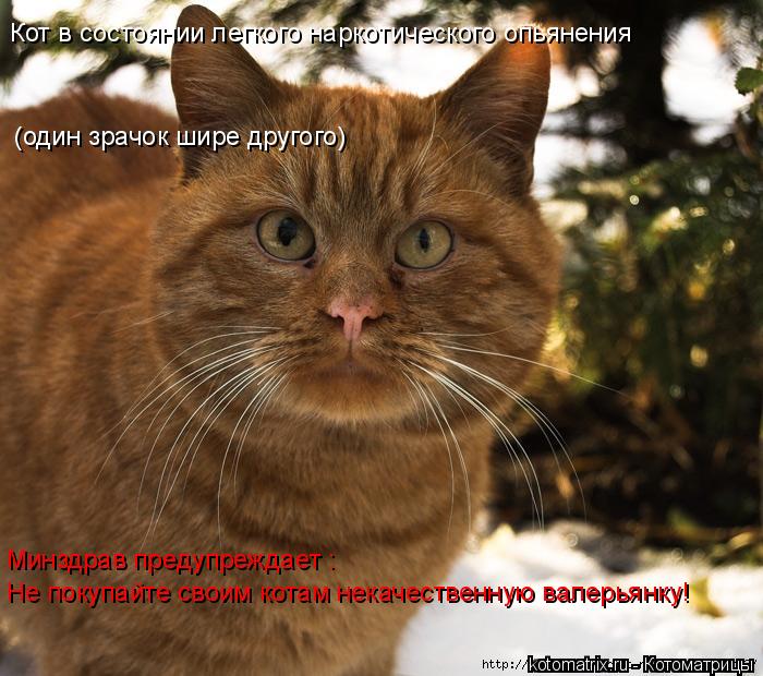 Котоматрица: Кот в состоянии легкого наркотического опьянения Минздрав предупреждает : Не покупайте своим котам некачественную валерьянку! (один зрачо
