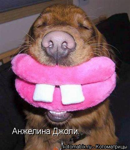 Анжелина Джоли.... Котоматрица: Анжелина Джоли.