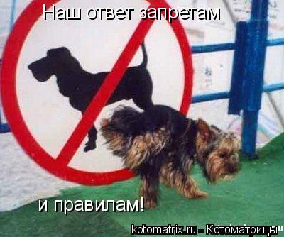 Наш ответ запретам и правилам!... Котоматрица: Наш ответ запретам и правилам!