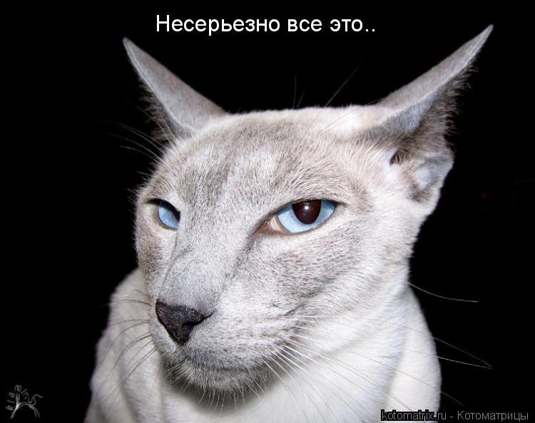 Несерьезно все это..... Котоматрица: Несерьезно все это..