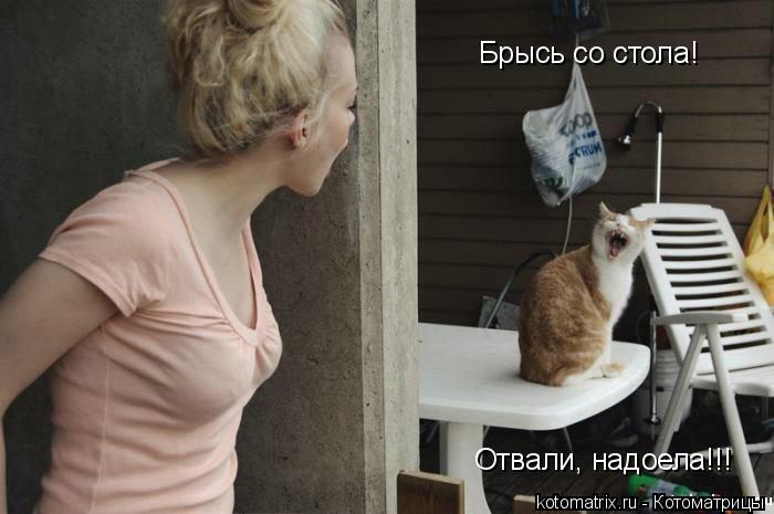 Брысь со стола! Отвали, надоела!!!... Котоматрица: Брысь со стола! Отвали, надоела!!!