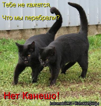 Тебе не кажется, Что мы перебрали? Нет Канешо!... Котоматрица: Тебе не кажется, Что мы перебрали? Нет Канешо!