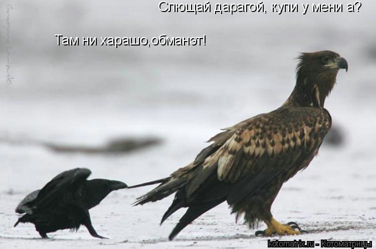 Там ни харашо,обманэт! Слющай дарагой, купи у мени а?... Котоматрица: Там ни харашо,обманэт! Слющай дарагой, купи у мени а?