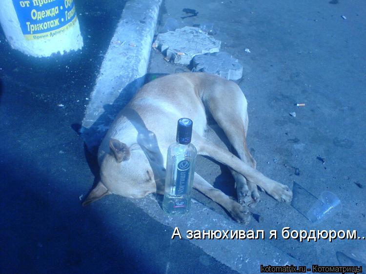 А занюхивал я бордюром...... Котоматрица: А занюхивал я бордюром...
