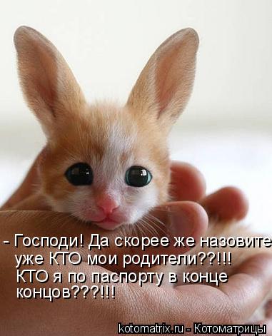 - Господи! Да скорее же назовите уже КТО мои родители??!!! КТО я по паспорту в конце концов???!!!... Котоматрица: - Господи! Да скорее же назовите уже КТО мои родители??!!! КТО я по паспорту в конце концов???!!!