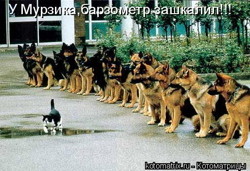 У Мурзика,барзометр зашкалил!!!... Котоматрица: У Мурзика,барзометр зашкалил!!!