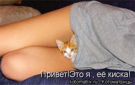 Привет!Это я , её киска!... Котоматрица: Привет!Это я , её киска!