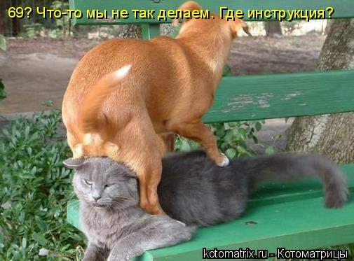 69? Что-то мы не так делаем. Где инструкция?... Котоматрица: 69? Что-то мы не так делаем. Где инструкция?