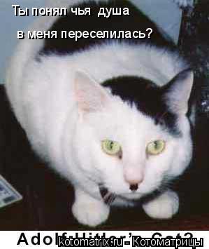 в меня переселилась? Ты понял чья душа... Котоматрица: в меня переселилась? Ты понял чья душа
