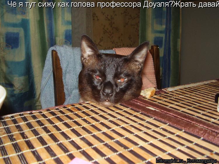 Чё я тут сижу как голова профессора Доуэля?Жрать давай!... Котоматрица: Чё я тут сижу как голова профессора Доуэля?Жрать давай!