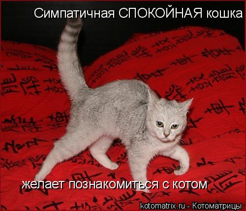 Котоматрица: Симпатичная СПОКОЙНАЯ кошка желает познакомиться с котом