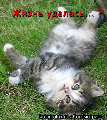 Жизнь удалась... ?... Котоматрица: Жизнь удалась... ?
