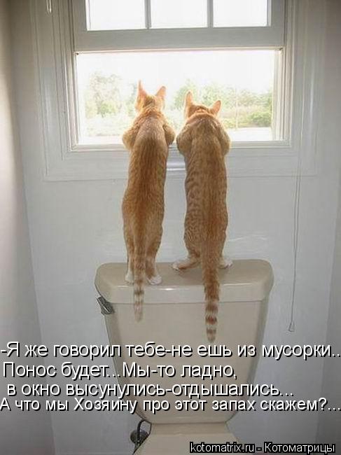 -Я же говорил тебе-не ешь из мусорки... Понос будет...Мы-то ладно, в окно высунулись-отдышались... А... Котоматрица: -Я же говорил тебе-не ешь из мусорки... Понос будет...Мы-то ладно, в окно высунулись-отдышались... А что мы Хозяину про этот запах скажем?...