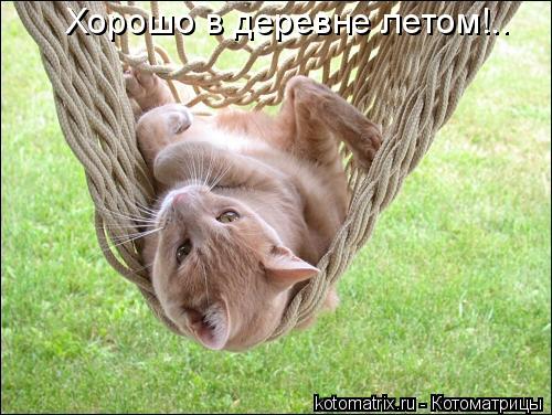 Хорошо в деревне летом!..... Котоматрица: Хорошо в деревне летом!..