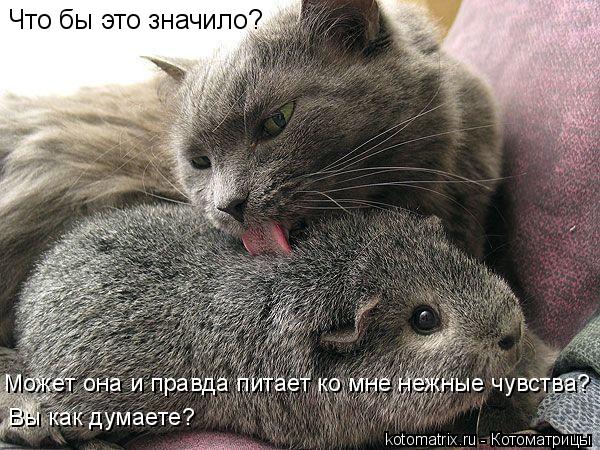 Что бы это значило? Может она и правда питает ко мне нежные чувства? Вы как думаете?... Котоматрица: Что бы это значило? Может она и правда питает ко мне нежные чувства? Вы как думаете?