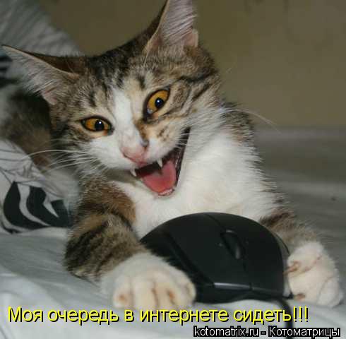 Моя очередь в интернете сидеть!!!... Котоматрица: Моя очередь в интернете сидеть!!!