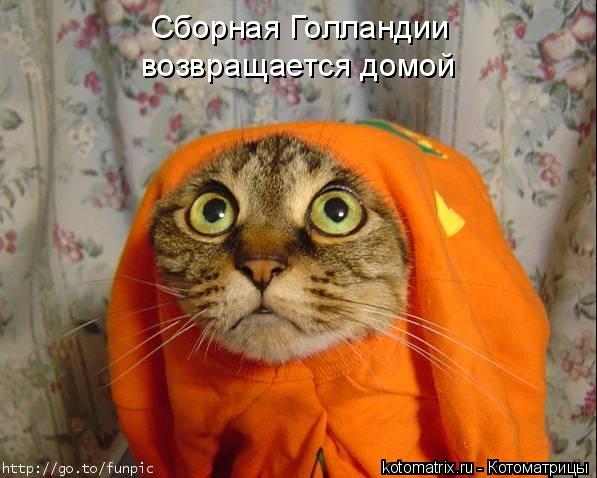 Сборная Голландии возвращается домой... Котоматрица: Сборная Голландии возвращается домой