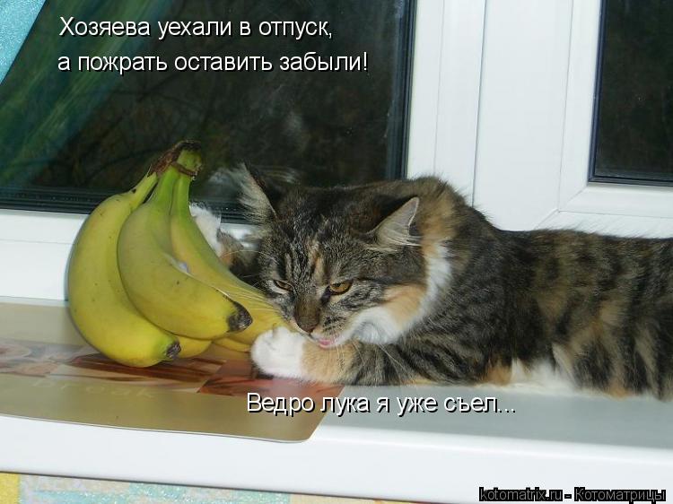 Хозяева уехали в отпуск, а пожрать оставить забыли! Ведро лука я уже съел...... Котоматрица: Хозяева уехали в отпуск, а пожрать оставить забыли! Ведро лука я уже съел...