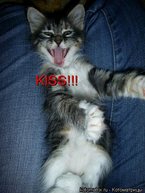 Котоматрица: KISS!!!