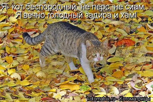 Я- кот беспородный, не перс, не сиам... Я вечно голодный задира и хам!... Котоматрица: Я- кот беспородный, не перс, не сиам... Я вечно голодный задира и хам!