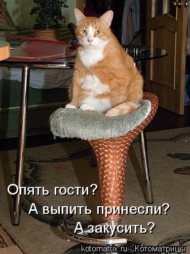 Опять гости? А выпить принесли? А закусить?... Котоматрица: Опять гости? А выпить принесли? А закусить?