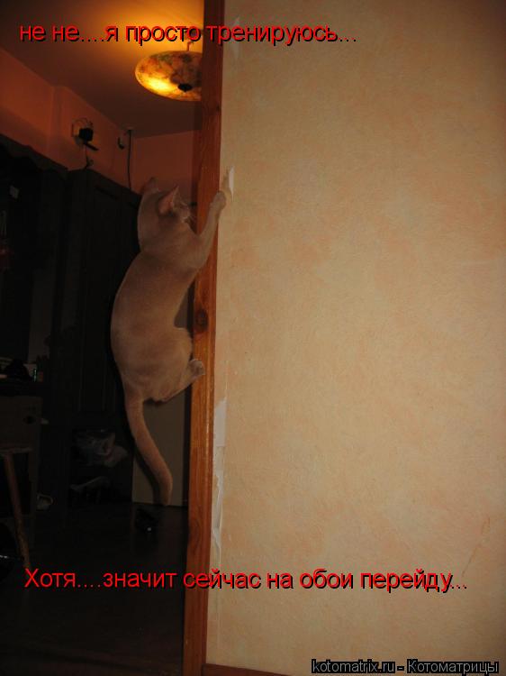 не не....я просто тренируюсь... Хотя....значит сейчас на обои перейду...... Котоматрица: не не....я просто тренируюсь... Хотя....значит сейчас на обои перейду...