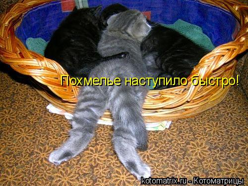Похмелье наступило быстро!... Котоматрица: Похмелье наступило быстро!