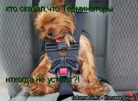 кто сказал,что Терминаторы нткогда не устают?!... Котоматрица: кто сказал,что Терминаторы нткогда не устают?!