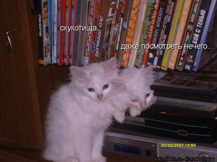скукотища... даже посмотреть нечего...... Котоматрица: скукотища... даже посмотреть нечего...