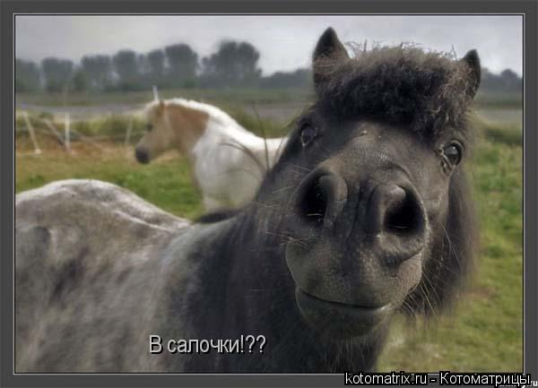 В салочки!??... Котоматрица: В салочки!??
