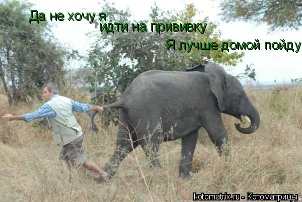 Да не хочу я идти на прививку Я лучше домой пойду... Котоматрица: Да не хочу я идти на прививку Я лучше домой пойду