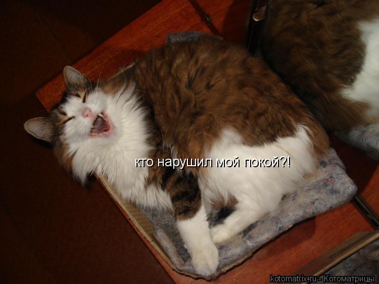 кто нарушил мой покой?!... Котоматрица: кто нарушил мой покой?!
