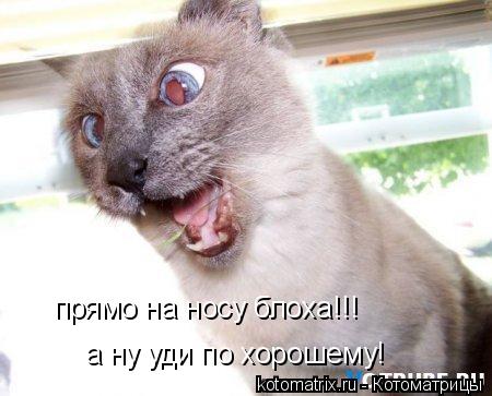 прямо на носу блоха!!! а ну уди по хорошему!... Котоматрица: прямо на носу блоха!!! а ну уди по хорошему!