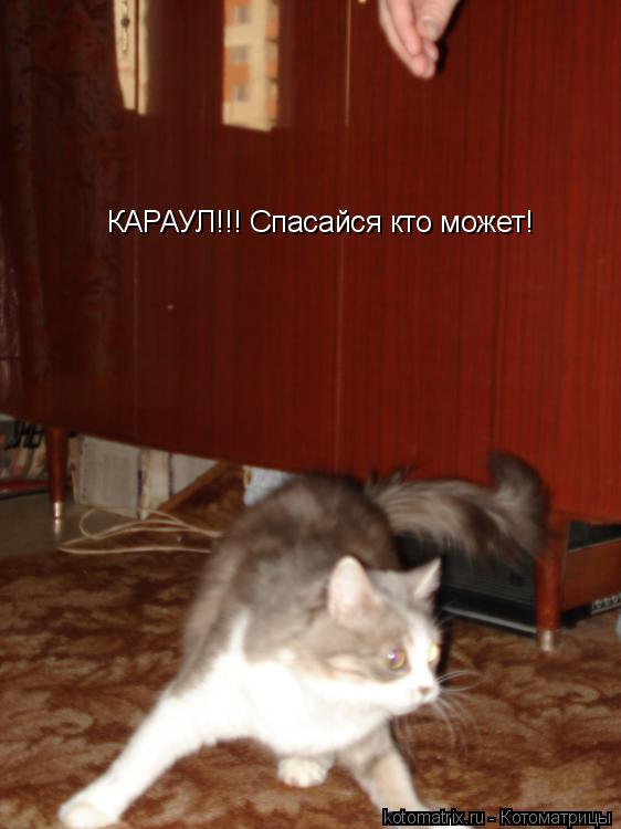 КАРАУЛ!!! Спасайся кто может!... Котоматрица: КАРАУЛ!!! Спасайся кто может!