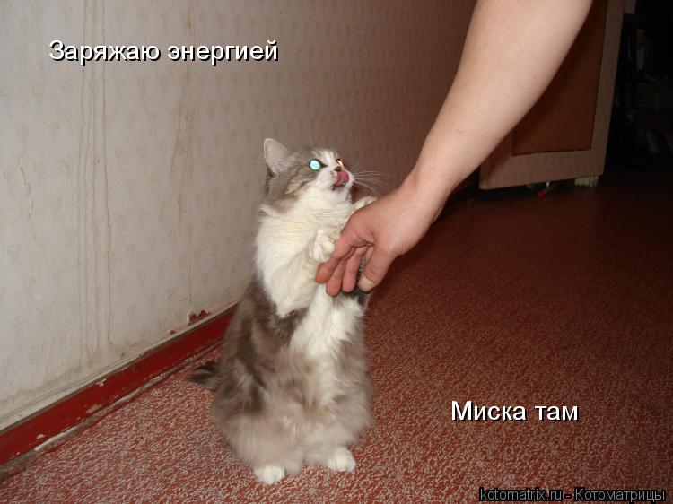 Заряжаю энергией Миска там... Котоматрица: Заряжаю энергией Миска там