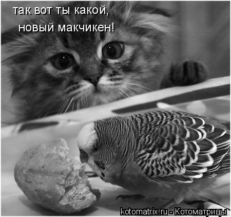 так вот ты какой, новый макчикен!... Котоматрица: так вот ты какой, новый макчикен!