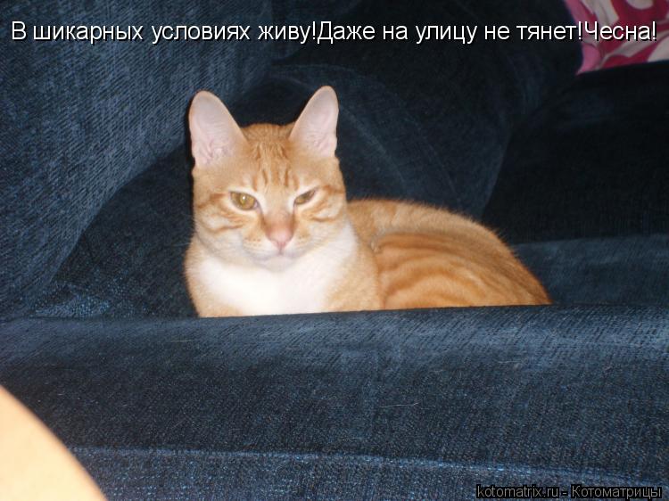 В шикарных условиях живу!Даже на улицу не тянет!Чесна!... Котоматрица: В шикарных условиях живу!Даже на улицу не тянет!Чесна!