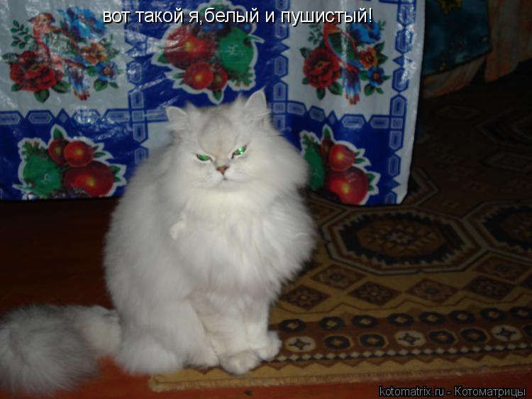 вот такой я,белый и пушистый!... Котоматрица: вот такой я,белый и пушистый!