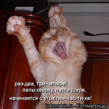 раз-два, три-четыре! лапы кверху, пасти шире, начинается с утра гим-нас-ти-ка!... Котоматрица: раз-два, три-четыре! лапы кверху, пасти шире, начинается с утра гим-нас-ти-ка!