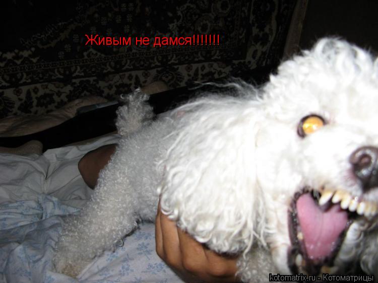 Живым не дамся!!!!!!!... Котоматрица: Живым не дамся!!!!!!!
