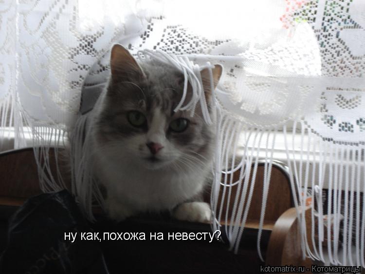 ну как,похожа на невесту?... Котоматрица: ну как,похожа на невесту?