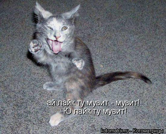 ай лайк ту мувит - мувит! Ю лайк ту мувит!... Котоматрица: ай лайк ту мувит - мувит! Ю лайк ту мувит!